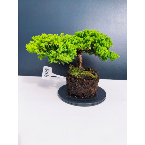 Żywe Drzewko Bonsai Jałowiec Rozesłany Procumbens 11-letni +GRATIS 409