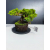 Żywe Drzewko Bonsai Jałowiec Rozesłany Procumbens 11-letni +GRATIS 505