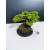 Żywe Drzewko Bonsai Jałowiec Rozesłany Procumbens 11-letni +GRATIS 505