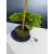Żywe Drzewko Bonsai Jałowiec Rozesłany Procumbens 11-letni +GRATIS 505
