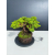 Żywe Drzewko Bonsai Jałowiec Rozesłany Procumbens 11-letni +GRATIS 505
