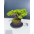 Żywe Drzewko Bonsai Jałowiec Rozesłany Procumbens 11-letni +GRATIS 505