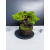 Żywe Drzewko Bonsai Jałowiec Rozesłany Procumbens 11-letni +GRATIS 505