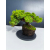 Żywe Drzewko Bonsai Jałowiec Rozesłany Procumbens 11-letni +GRATIS 505
