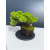 Żywe Drzewko Bonsai Jałowiec Rozesłany Procumbens 11-letni +GRATIS 505
