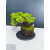 Żywe Drzewko Bonsai Jałowiec Rozesłany Procumbens 11-letni +GRATIS 505
