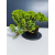 Żywe Drzewko Bonsai Jałowiec Rozesłany Procumbens 11-letni +GRATIS 505