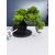 Żywe Drzewko Bonsai Jałowiec Rozesłany Procumbens 11-letni +GRATIS 505