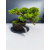 Żywe Drzewko Bonsai Jałowiec Rozesłany Procumbens 11-letni +GRATIS 505