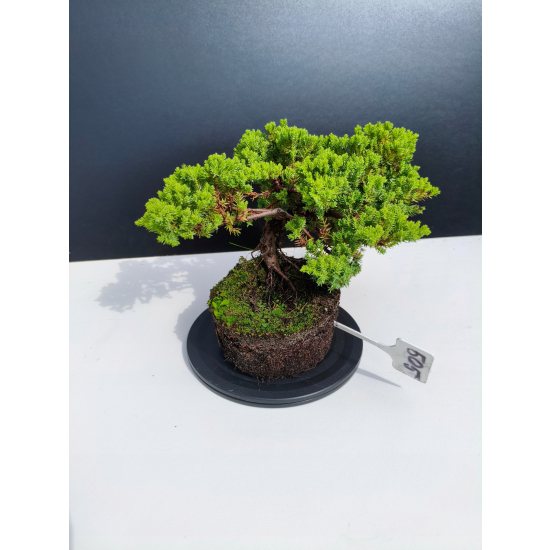 Żywe Drzewko Bonsai Jałowiec Rozesłany Procumbens 11-letni +GRATIS 505