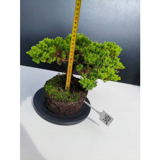 Żywe Drzewko Bonsai Jałowiec Rozesłany Procumbens 11-letni +GRATIS 505
