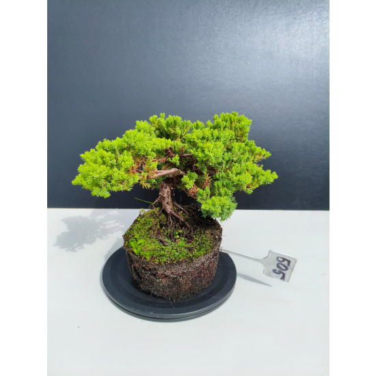 Żywe Drzewko Bonsai Jałowiec Rozesłany Procumbens 11-letni +GRATIS 505