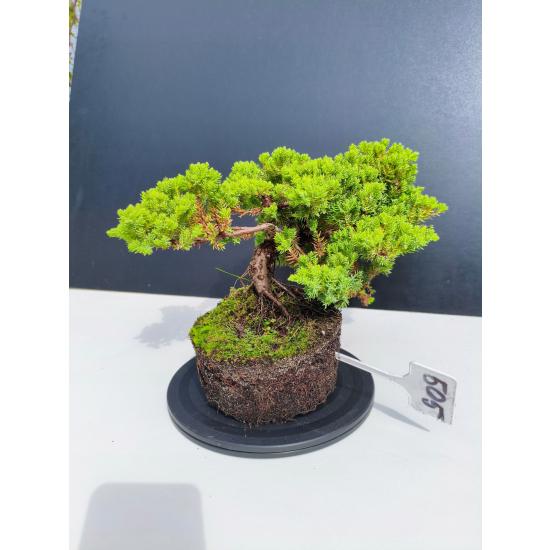 Żywe Drzewko Bonsai Jałowiec Rozesłany Procumbens 11-letni +GRATIS 505
