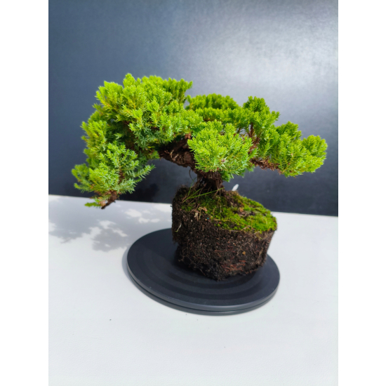 Żywe Drzewko Bonsai Jałowiec Rozesłany Procumbens 11-letni +GRATIS 505