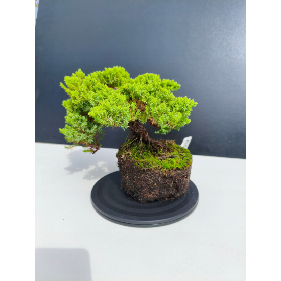 Żywe Drzewko Bonsai Jałowiec Rozesłany Procumbens 11-letni +GRATIS 505