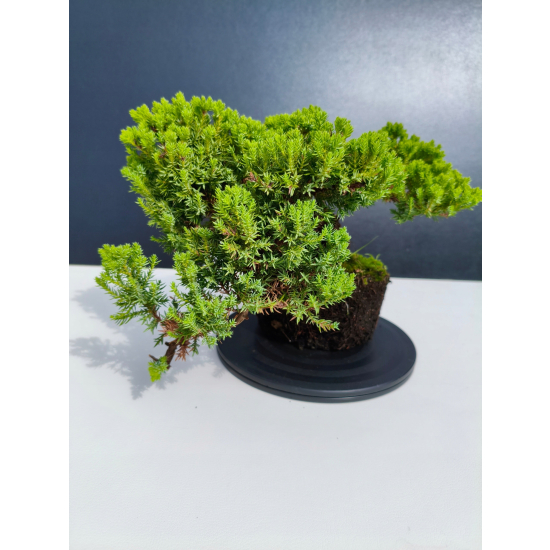Żywe Drzewko Bonsai Jałowiec Rozesłany Procumbens 11-letni +GRATIS 505