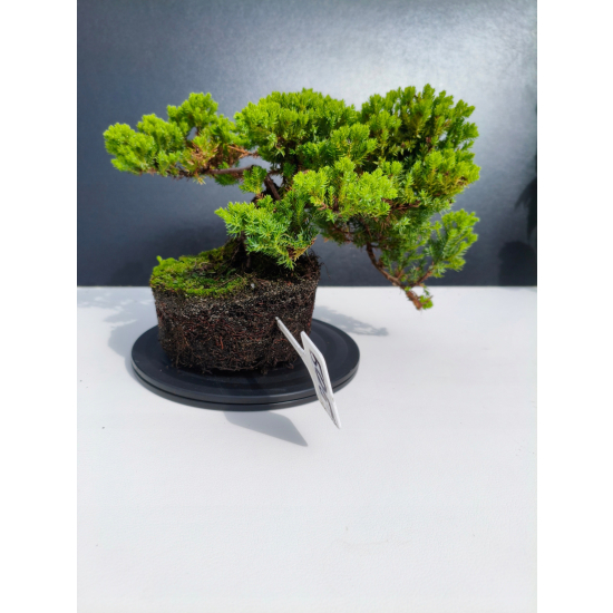 Żywe Drzewko Bonsai Jałowiec Rozesłany Procumbens 11-letni +GRATIS 505