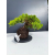 Żywe Drzewko Bonsai Jałowiec Rozesłany Procumbens 11-letni +GRATIS 431
