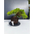 Żywe Drzewko Bonsai Jałowiec Rozesłany Procumbens 11-letni +GRATIS 431