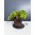 Żywe Drzewko Bonsai Jałowiec Rozesłany Procumbens 11-letni +GRATIS 431