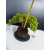 Żywe Drzewko Bonsai Jałowiec Rozesłany Procumbens 11-letni +GRATIS 431