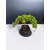 Żywe Drzewko Bonsai Jałowiec Rozesłany Procumbens 11-letni +GRATIS 431