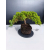 Żywe Drzewko Bonsai Jałowiec Rozesłany Procumbens 11-letni +GRATIS 431