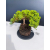 Żywe Drzewko Bonsai Jałowiec Rozesłany Procumbens 11-letni +GRATIS 431