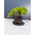 Żywe Drzewko Bonsai Jałowiec Rozesłany Procumbens 11-letni +GRATIS 431