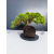 Żywe Drzewko Bonsai Jałowiec Rozesłany Procumbens 11-letni +GRATIS 431