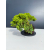 Żywe Drzewko Bonsai Jałowiec Rozesłany Procumbens 11-letni +GRATIS 431
