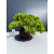 Żywe Drzewko Bonsai Jałowiec Rozesłany Procumbens 11-letni +GRATIS 431