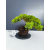 Żywe Drzewko Bonsai Jałowiec Rozesłany Procumbens 11-letni +GRATIS 431
