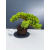Żywe Drzewko Bonsai Jałowiec Rozesłany Procumbens 11-letni +GRATIS 431