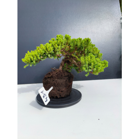Żywe Drzewko Bonsai Jałowiec Rozesłany Procumbens 11-letni +GRATIS 431