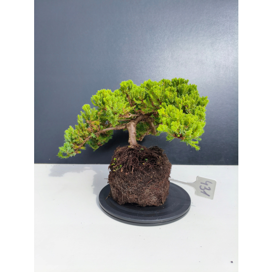 Żywe Drzewko Bonsai Jałowiec Rozesłany Procumbens 11-letni +GRATIS 431
