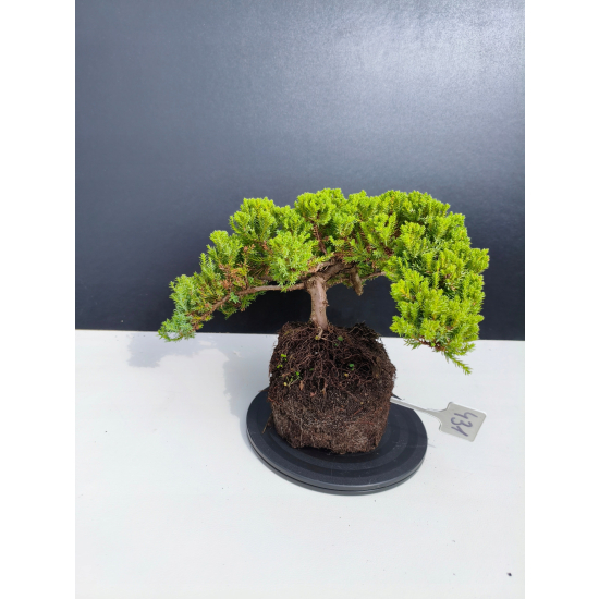 Żywe Drzewko Bonsai Jałowiec Rozesłany Procumbens 11-letni +GRATIS 431