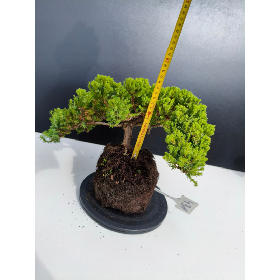 Żywe Drzewko Bonsai Jałowiec Rozesłany Procumbens 11-letni +GRATIS 431