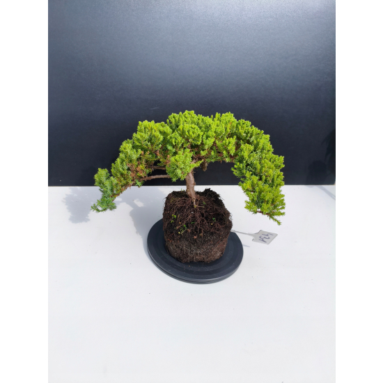 Żywe Drzewko Bonsai Jałowiec Rozesłany Procumbens 11-letni +GRATIS 431