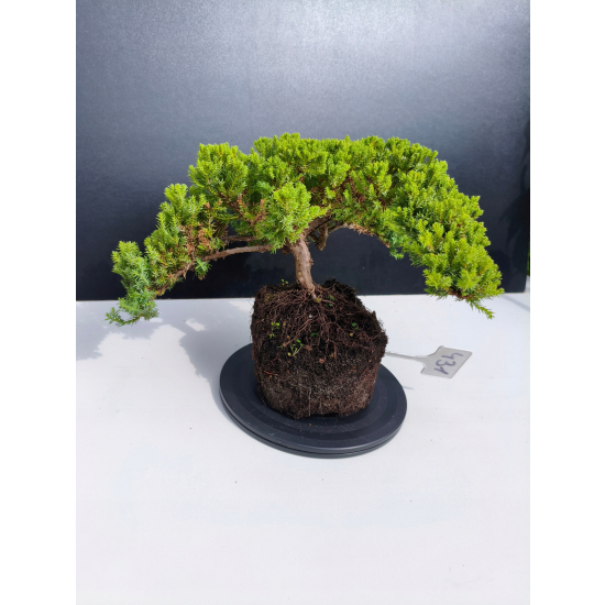 Żywe Drzewko Bonsai Jałowiec Rozesłany Procumbens 11-letni +GRATIS 431