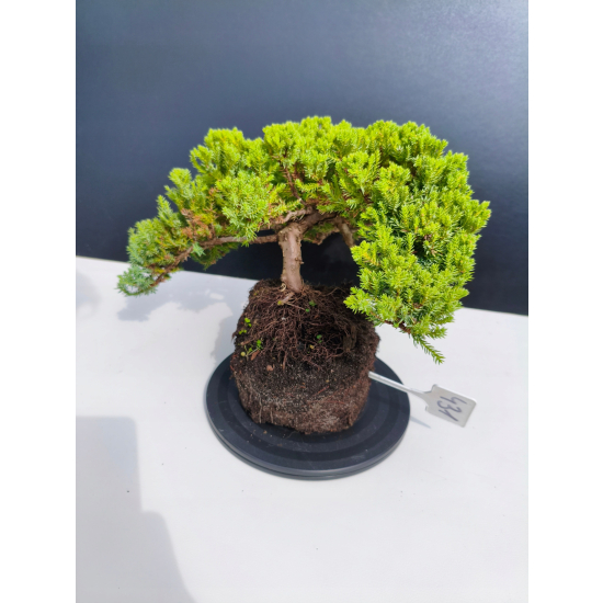 Żywe Drzewko Bonsai Jałowiec Rozesłany Procumbens 11-letni +GRATIS 431