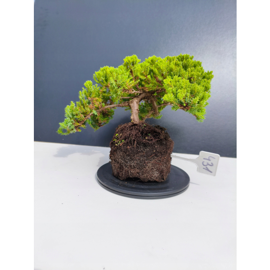 Żywe Drzewko Bonsai Jałowiec Rozesłany Procumbens 11-letni +GRATIS 431