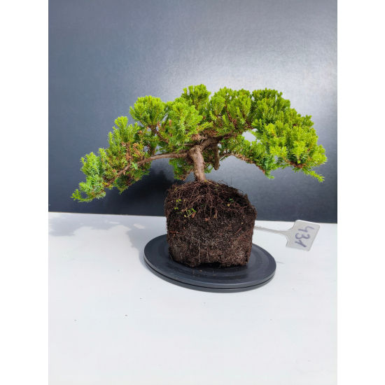 Żywe Drzewko Bonsai Jałowiec Rozesłany Procumbens 11-letni +GRATIS 431