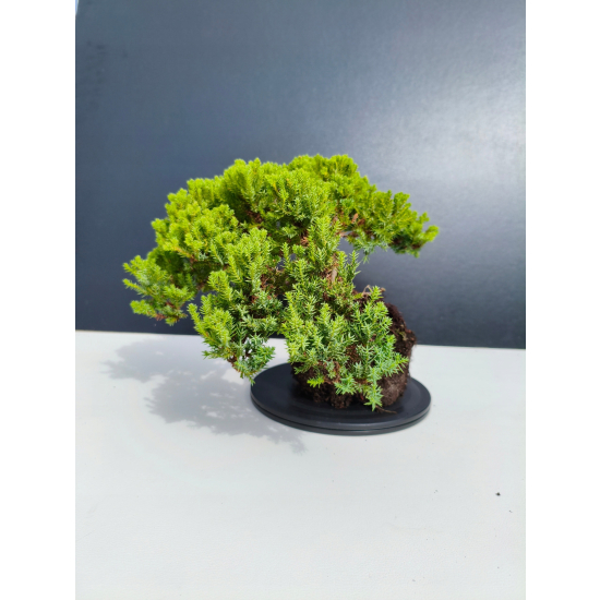 Żywe Drzewko Bonsai Jałowiec Rozesłany Procumbens 11-letni +GRATIS 431