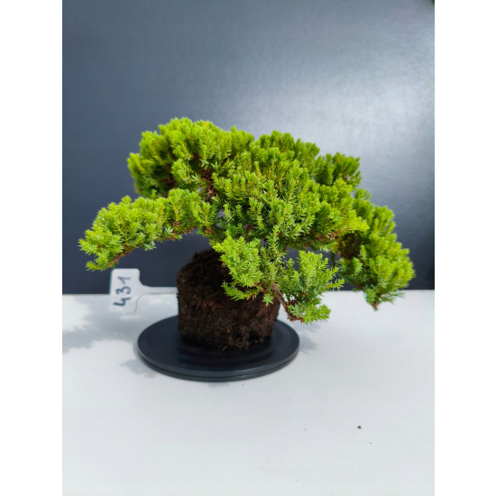 Żywe Drzewko Bonsai Jałowiec Rozesłany Procumbens 11-letni +GRATIS 431