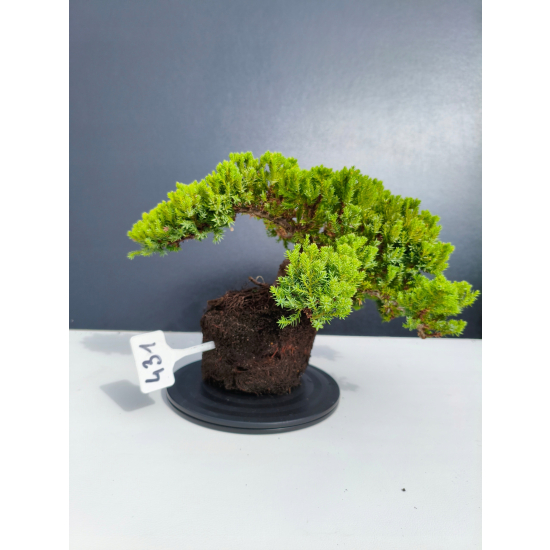 Żywe Drzewko Bonsai Jałowiec Rozesłany Procumbens 11-letni +GRATIS 431