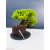 Żywe Drzewko Bonsai Jałowiec Rozesłany Procumbens 11-letni +GRATIS 468