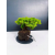 Żywe Drzewko Bonsai Jałowiec Rozesłany Procumbens 11-letni +GRATIS 468