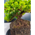 Żywe Drzewko Bonsai Jałowiec Rozesłany Procumbens 11-letni +GRATIS 468