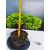 Żywe Drzewko Bonsai Jałowiec Rozesłany Procumbens 11-letni +GRATIS 468